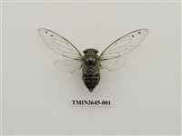 藏品(岩崎寒蟬)的圖片